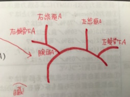 柔道整復師 国家試験合格のための勉強法